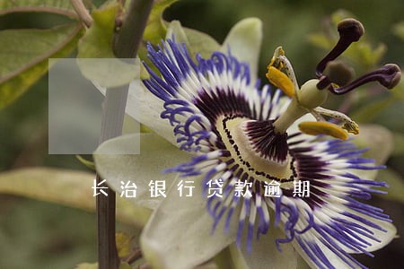 长治银行贷款逾期 长治银行贷款逾期