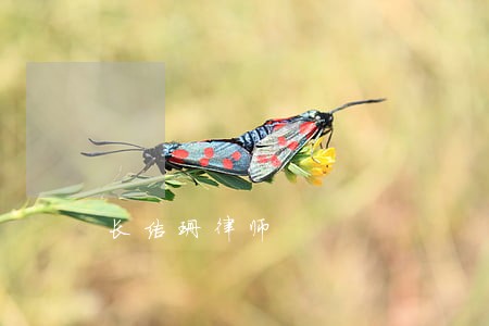 长洁珊律师 长洁珊律师