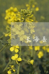 长海县债务律师哪个好 长海县债务律师哪个好