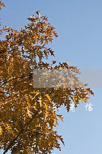 长葛信用卡逾期