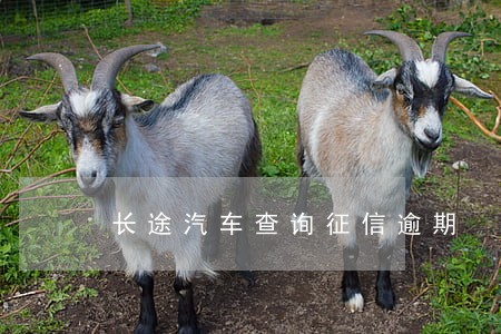 长途汽车查询征信逾期 长途汽车查询征信逾期
