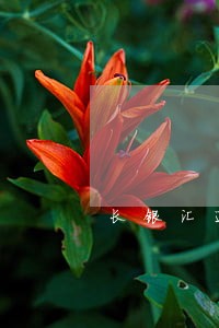 长银汇通车信贷逾期多久爆通讯 长银汇通车信贷逾期多久爆通讯