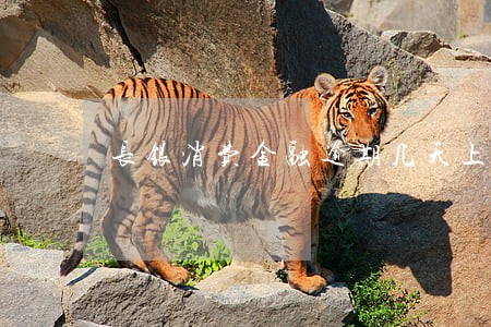 长银消费金融逾期几天上征信吗 长银消费金融逾期几天上征信吗