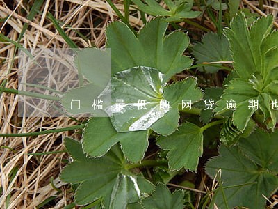 门槛最低的网贷逾期也能借 门槛最低的网贷逾期也能借