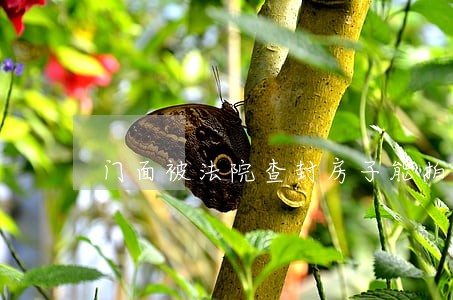 门面被法院查封房子能拍卖吗 门面被法院查封房子能拍卖吗