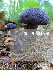 闪云钱包逾期怎么办 闪云钱包逾期怎么办