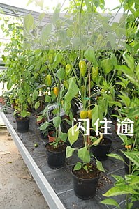闪住逾期打电话 闪住逾期打电话