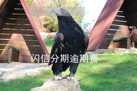 闪信分期逾期费 闪信分期逾期费