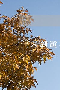 闪到逾期会报警 闪到逾期会报警