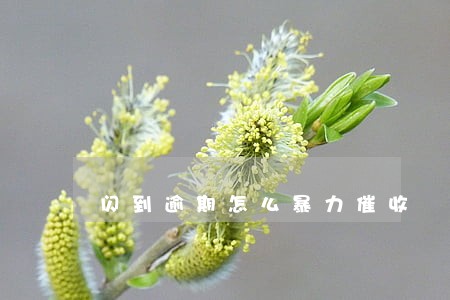 闪到逾期怎么暴力催收