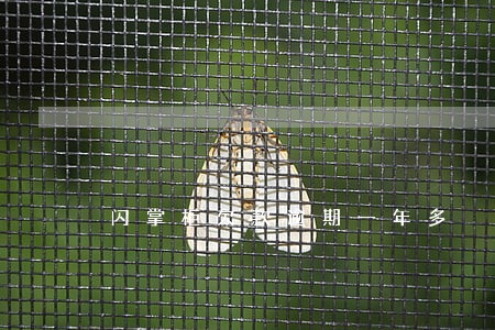 闪掌柜欠款逾期一年多 闪掌柜欠款逾期一年多