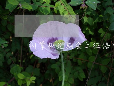 闪掌柜逾期会上征信吗 闪掌柜逾期会上征信吗