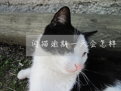 闪猫逾期一天会怎样 闪猫逾期一天会怎样