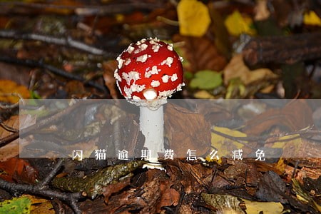 闪猫逾期费怎么减免
