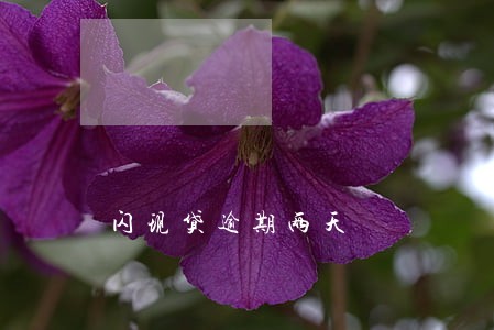 闪现贷逾期两天 闪现贷逾期两天