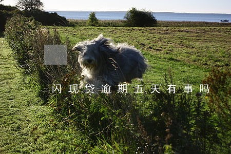 闪现贷逾期五天有事吗 闪现贷逾期五天有事吗