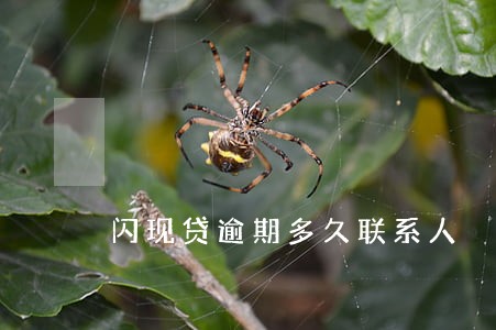 闪现贷逾期多久联系人 闪现贷逾期多久联系人