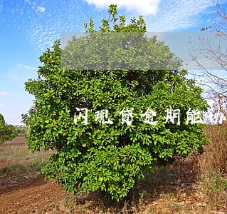闪现贷逾期能协商吗 闪现贷逾期能协商吗