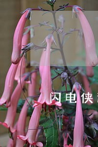 闪电侠逾期一天怎么办 闪电侠逾期一天怎么办