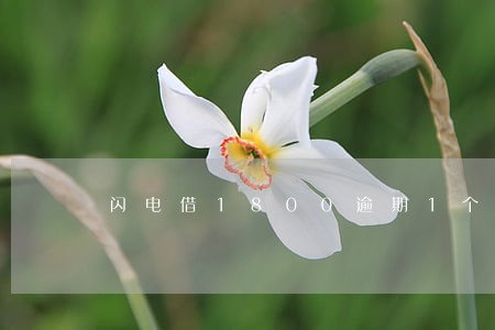 闪电借1800逾期1个月 闪电借1800逾期1个月
