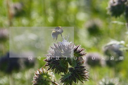 闪电借款3000元逾期