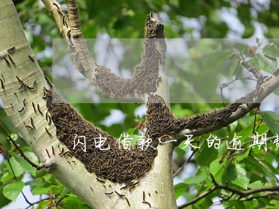 闪电借款一天的逾期费 闪电借款一天的逾期费