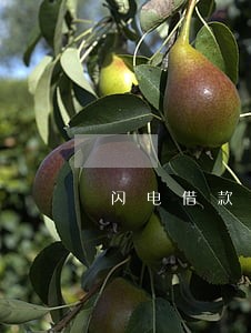 闪电借款发信息说逾期 闪电借款发信息说逾期