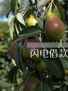 闪电借款可以只还本金吗 闪电借款可以只还本金吗