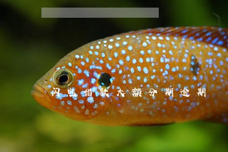 闪电借款大额分期逾期 闪电借款大额分期逾期