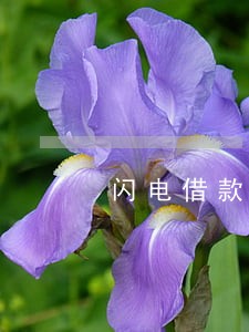闪电借款故意逾期