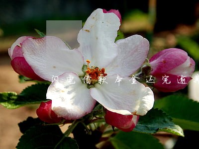 闪电借款本金还完逾期费减免 闪电借款本金还完逾期费减免