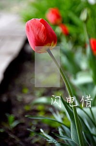 闪电借款设置逾期彩铃