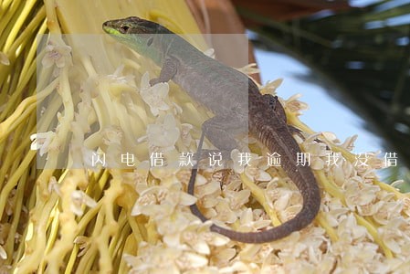 闪电借款说我逾期我没借钱啊 闪电借款说我逾期我没借钱啊