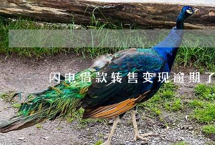 闪电借款转售变现逾期了怎么办
