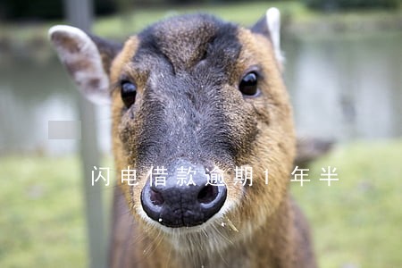 闪电借款逾期1年半 闪电借款逾期1年半