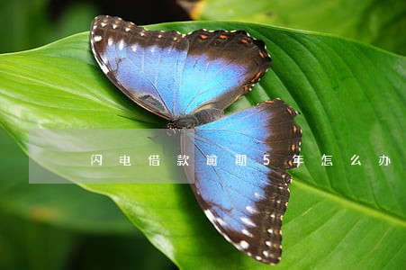 闪电借款逾期5年怎么办 闪电借款逾期5年怎么办