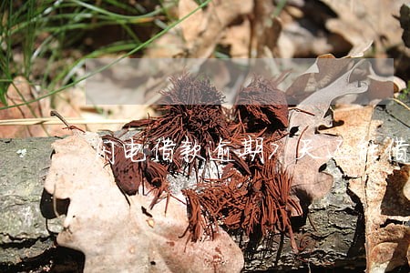 闪电借款逾期7天还能借 闪电借款逾期7天还能借