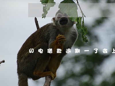 闪电借款逾期一了会上征信吗 闪电借款逾期一了会上征信吗
