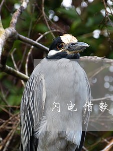 闪电借款逾期一天打联系人吗 闪电借款逾期一天打联系人吗