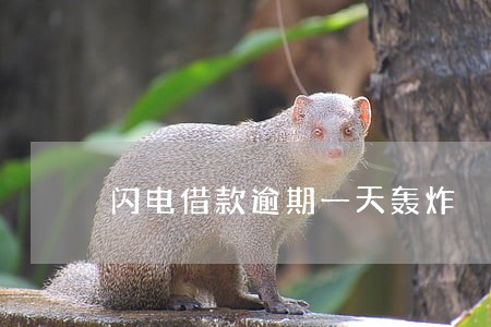 闪电借款逾期一天轰炸 闪电借款逾期一天轰炸