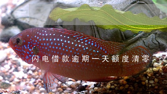 闪电借款逾期一天额度清零 闪电借款逾期一天额度清零
