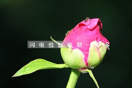 闪电借款逾期一年多 闪电借款逾期一年多