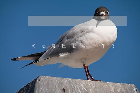 闪电借款逾期三年了 闪电借款逾期三年了