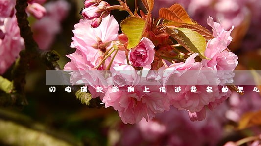 闪电借款逾期上传逃费名单怎么样 闪电借款逾期上传逃费名单怎么样