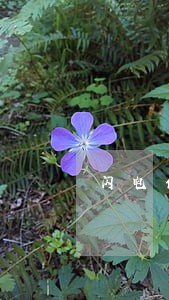 闪电借款逾期不催收怎么回事 闪电借款逾期不催收怎么回事