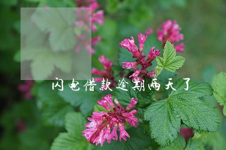 闪电借款逾期两天了 闪电借款逾期两天了