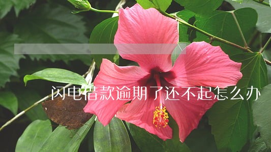 闪电借款逾期了还不起怎么办 闪电借款逾期了还不起怎么办