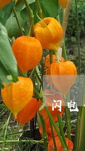 闪电借款逾期了还款 闪电借款逾期了还款