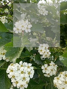 闪电借款逾期会交给律所吗 闪电借款逾期会交给律所吗