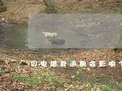 闪电借款逾期会影响个人征信吗 闪电借款逾期会影响个人征信吗